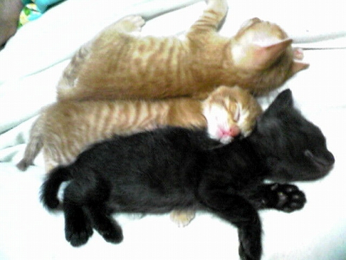 1188460_121213646_1large