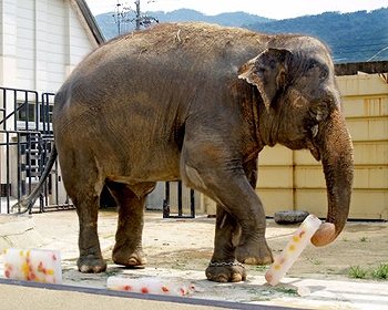 2014072211035622_doubutu