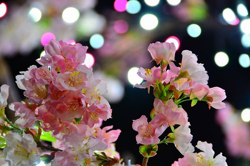 10922774_652913104836239_5194049401624520744_n