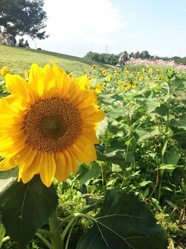 12053122_863055143813243_1655244474_n