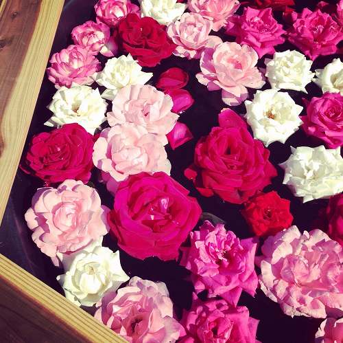 12083760_863055740479850_535120495_n