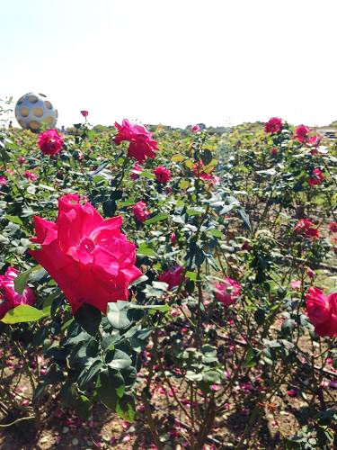 12092555_863055597146531_1205322535_n