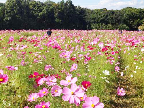 12166780_863055060479918_200404319_n