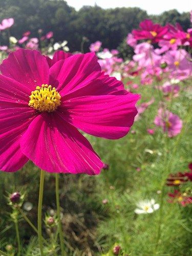 12166838_863055003813257_1256855176_n