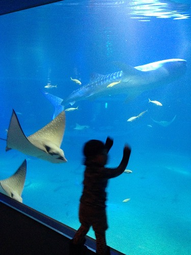 12278027_882050588580365_1981890675_n