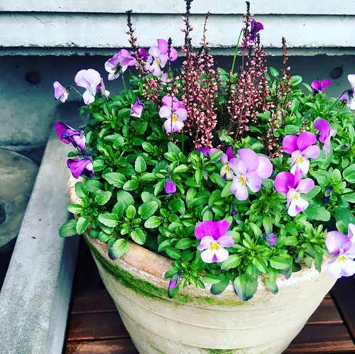 12647108_920410091411081_8701645493726182166_n