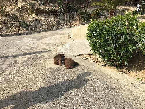 15965477_1194090497376371_9031863352617612950_n