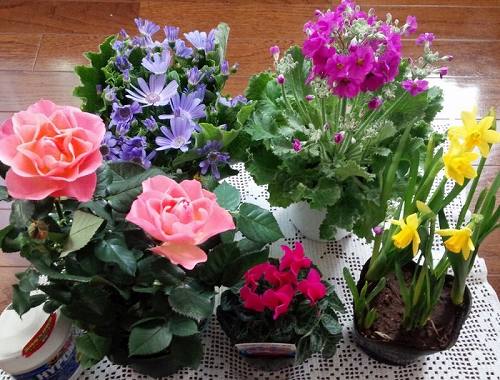 IMG_20170110_150259-700x532