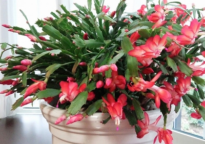 IMG_20170128_110000_116-700x493