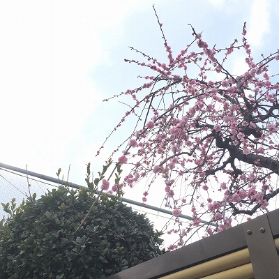 17103282_1249760148476072_2937689927717848692_n