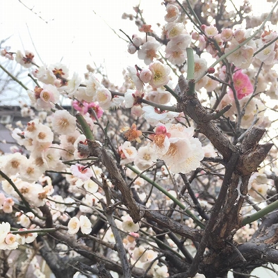 17190872_1249760151809405_7180082452561871237_n