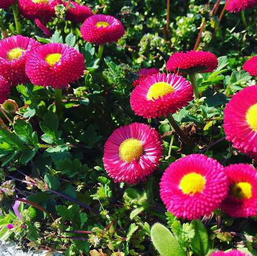 17626650_1271961332922620_3806415566884039553_n