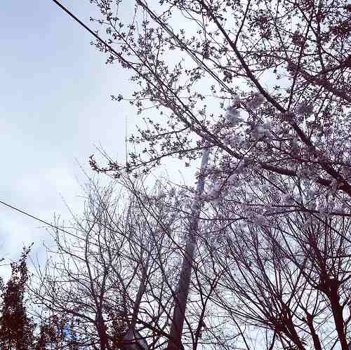 17458004_1273072716144815_5677771048176603868_n