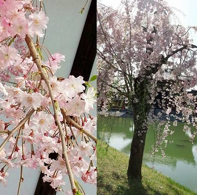 IMG_20170418_162735-700x694