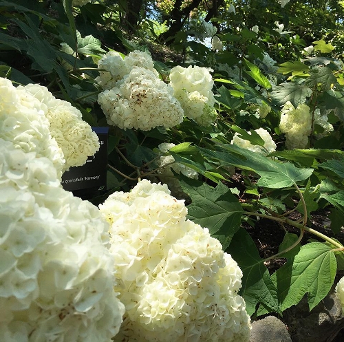 19145839_1352551348196951_1644281727923630229_n