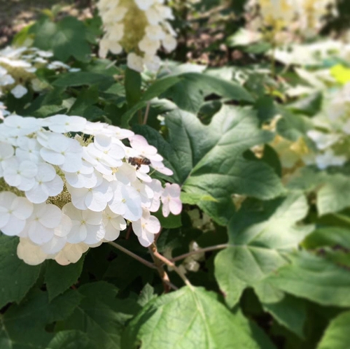 19225130_1352551351530284_5038762075278235616_n